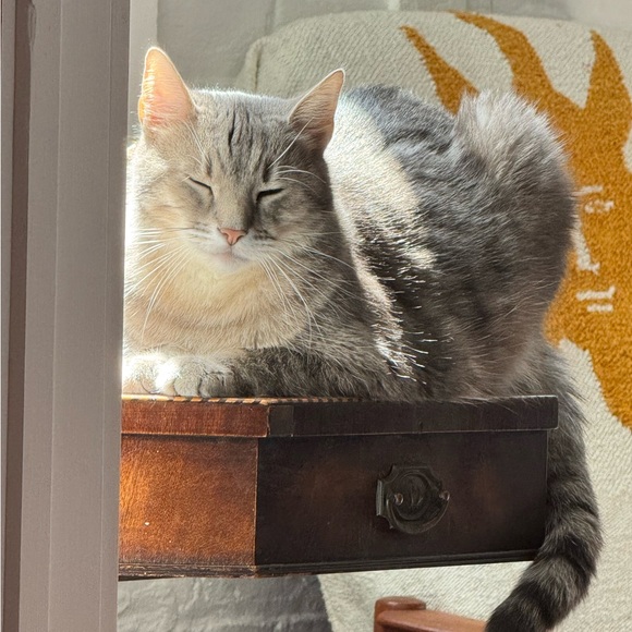 Meet your Posher, Kristen - Picture 3 of 3